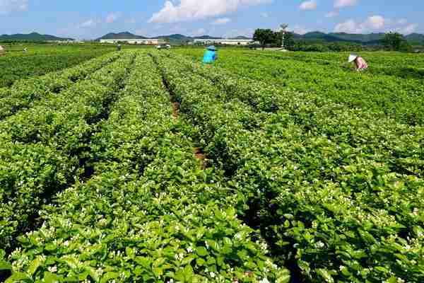 茉莉花茶在中国哪里最好喝(茉莉花茶在中国哪里最好卖)